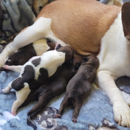 French Bulldogs from White Marsh Farm