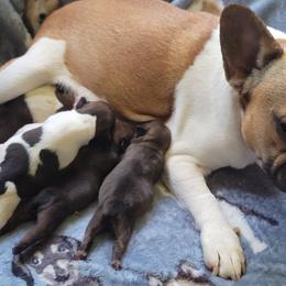 French Bulldogs from White Marsh Farm
