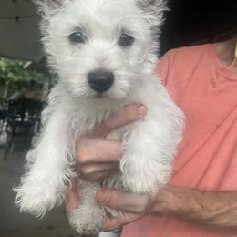 West Highland White Terrier Puppies from Amazing Grace Westies