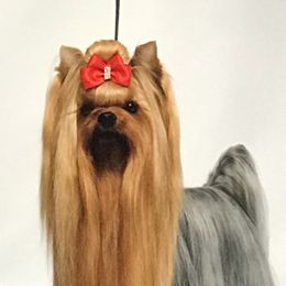 Bodie - Yorkshire Terrier