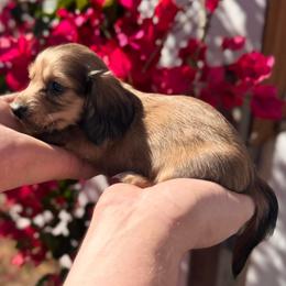 Rosalie - AKC - Cream female Dachshund puppy in Englewood, Florida from Dach of Doxies