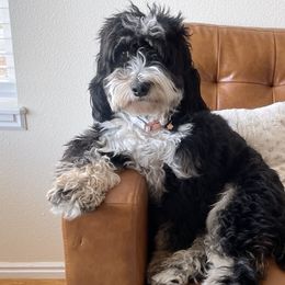 Remy - Bernedoodle