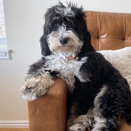Remy - Bernedoodle