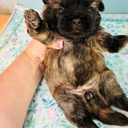 Brownie - Brindle female Shih Tzu puppy in Hawthorne, Florida from Simply Southern Shihtzus