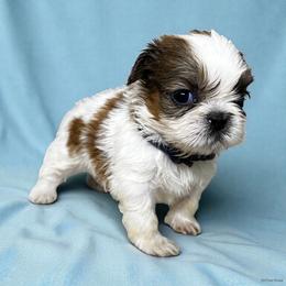 AKC-Finn - Red and white male Shih Tzu puppy in Mooresville, North Carolina from Juji Shih Tzu