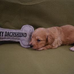 Michael - Red male Dachshund puppy in Quemado, New Mexico from TNT Dachshunds