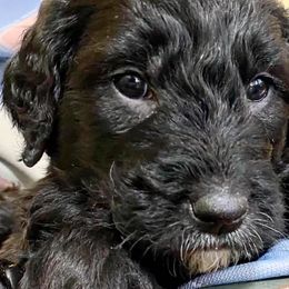 Goldendoodles from North Shore Service Dogs