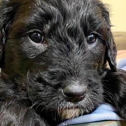 Goldendoodles from North Shore Service Dogs