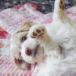 Australian Labradoodle Puppies from Australian Heritage Labradoodles