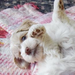 Australian Labradoodle Puppies from Australian Heritage Labradoodles