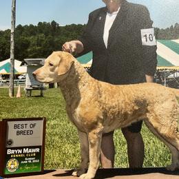 Libby - Chesapeake Bay Retriever