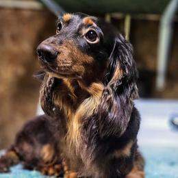 David - Dachshund