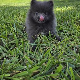 Girl 2 - Blue parti female Pomeranian puppy in Wilder, Idaho from Mary's Pomeranians