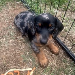 Dachshund Puppies from Dapper Doxies