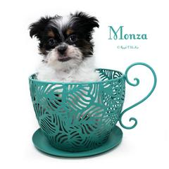 Monza - Black male Mi-Ki puppy in Elizabeth, Colorado from Royal T Mi-Kis