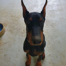 Doberman Pinscher All Grown Up from Gordon Farms Dobermans