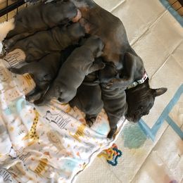 French Bulldog Puppies from Crooked C Ranch