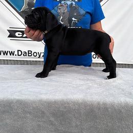 Cream Collar Female - Black female Cane Corso puppy in Linden, Texas from Da Boyz Cane Corso