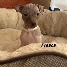 Fresca - White and chocolate female American Hairless Terrier puppy in Arizona City, Arizona from Gaus Hof