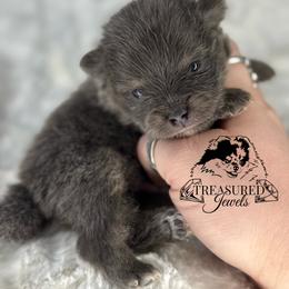 Pomeranian Puppies from Treasured Jewels Pomeranians