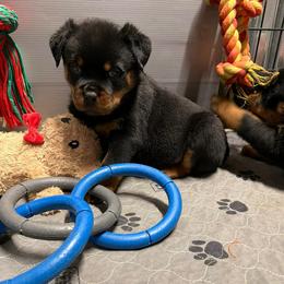 Female - Black and mahogany female Rottweiler puppy in Lyons, Indiana from White River Rottweilers