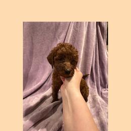 Mars - Red male Irish Doodle puppy in Harrisburg, Arkansas from Ransone’s Ridge Runners Poodles and Doodles