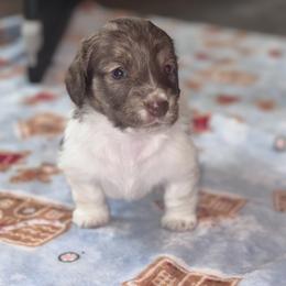 Steve - Brindle male Dachshund puppy in Hornbeck, Louisiana from A&Z Mini Dachshunds