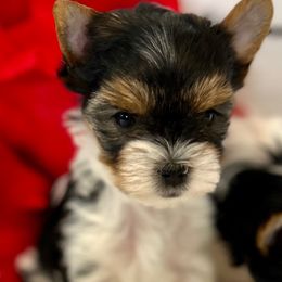 Biewer Terrier Puppies from Bouquet Biewers