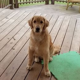Golden Retrievers from Hi-D-Ho Dog Training