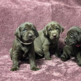 Labrador Retriever Puppies from Crout Kennels