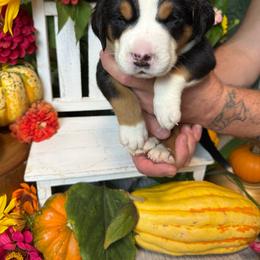 Ariel: Light Green Girl - Black, white and red female Greater Swiss Mountain Dog puppy in Rexburg, Idaho from Silver String Swissies