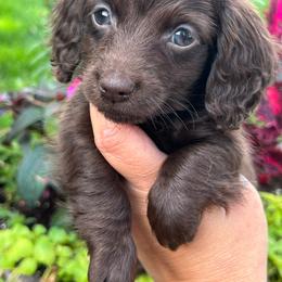 Solid chocolate - Chocolate male Dachshund puppy in Payette, Idaho from NT Mini Doxies