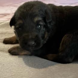 Boy 1-gray - Black and tan male German Shepherd puppy in Sharon Grove, Kentucky from Julie’s Shepherds