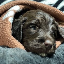 Australian Labradoodle Puppies from NoodleDoodles LLC