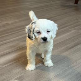 Video Take 5 - White male Cavapoo puppy in Eatonton, Georgia from TNT Puppies