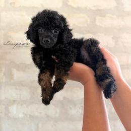 DONATELLO - Phantom male Goldendoodle puppy in Ivins Utah, Utah from Luxi Paws Doodles