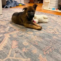 Red - Sable female German Shepherd puppy in Andalusia, Alabama from Keisha's German Shepherds