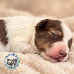 Bennett - Parti male Miniature Schnauzer puppy in Magalia, California from NorCal Schnauzers