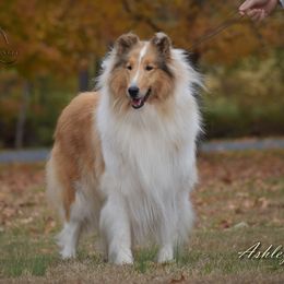 Ashley - Collie