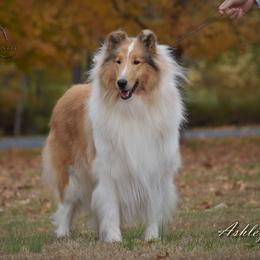 Ashley - Collie