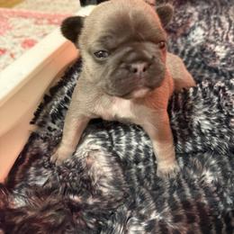 Holly - Blue fawn female French Bulldog puppy in Kalispell, Montana from Grace & Grit Frenchies