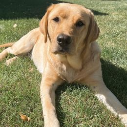 Paisley - Labrador Retriever