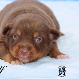 Wolf - Red tri male Miniature Australian Shepherd puppy in Weeki Wachee, Florida from Arlington's Mini Aussies