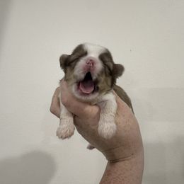 Boy 1 - Liver and white male Shih Tzu puppy in Springfield, Missouri from Lopez Family Tails