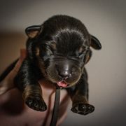 Glitch - Black and rust male Beauceron puppy in Medina, Ohio from Beaucerons Des Vents