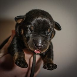 Glitch - Black and rust male Beauceron puppy in Medina, Ohio from Beaucerons Des Vents