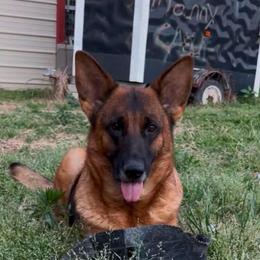 Gia - German Shepherd