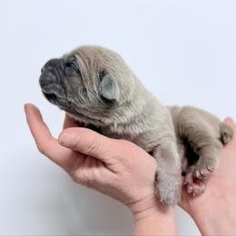 Formentino male - Gray and fawn male Cane Corso puppy in Florence, Texas from Wilco Cane Corso