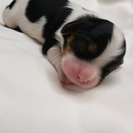 Cavalier King Charles Spaniel Puppies from Alexandra's Royal Cavaliers