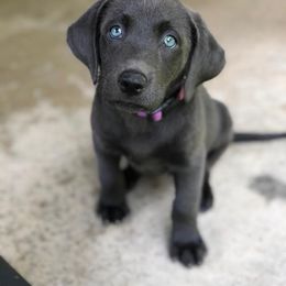 Labrador Retriever Puppies from New Life Labradors